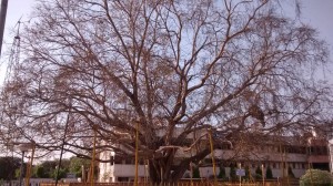 The Bodhi Tree @ DikshaBhoomi, Nagpur