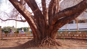 The Bodhi Tree @ DeekshaBhoomi, Nagpur