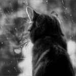 cat_rainy-day-7364